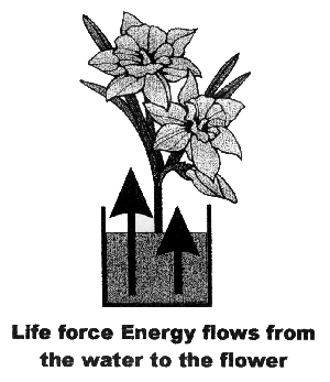 aqua-chi energizes flowers